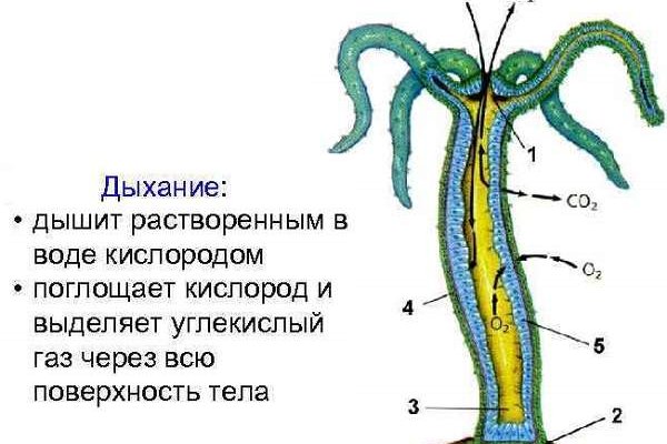 Кракен тор ссылка магазин