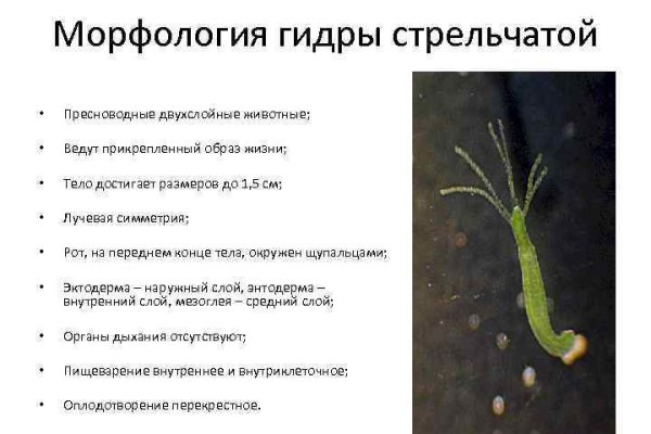 Кракен маркетплейс телеграм
